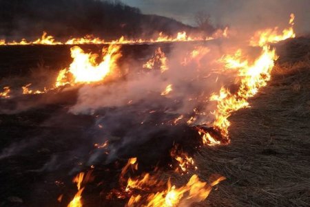 В Подольском районе сгорело 1,5 гектара сухой травы (фото)