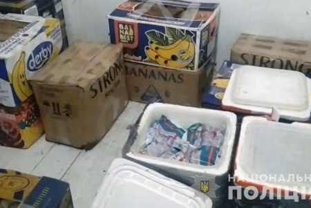 В Одессе из незаконного оборота правоохранители изъяли почти 300 килограммов контрафактной икры осетровых и раков (фото, видео)