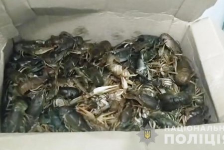 В Одессе из незаконного оборота правоохранители изъяли почти 300 килограммов контрафактной икры осетровых и раков (фото, видео)