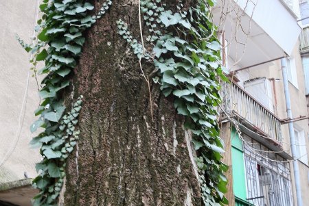 Прогулка по проспекту Гагарина (фоторепортаж)