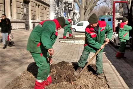 Липы, платаны: коммунальщики в центре Одессы высадили 30 молодых деревьев (фото)