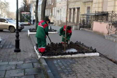 Липы, платаны: коммунальщики в центре Одессы высадили 30 молодых деревьев (фото)