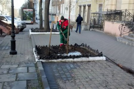 Липы, платаны: коммунальщики в центре Одессы высадили 30 молодых деревьев (фото)