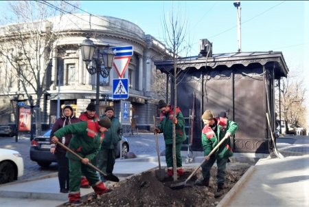 Липы, платаны: коммунальщики в центре Одессы высадили 30 молодых деревьев (фото)