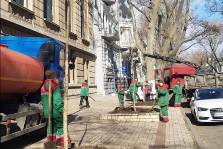 Липы, платаны: коммунальщики в центре Одессы высадили 30 молодых деревьев (фото)