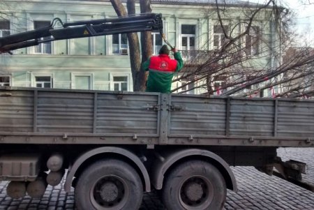 Липы, платаны: коммунальщики в центре Одессы высадили 30 молодых деревьев (фото)