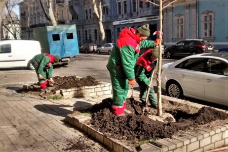 Липы, платаны: коммунальщики в центре Одессы высадили 30 молодых деревьев (фото)