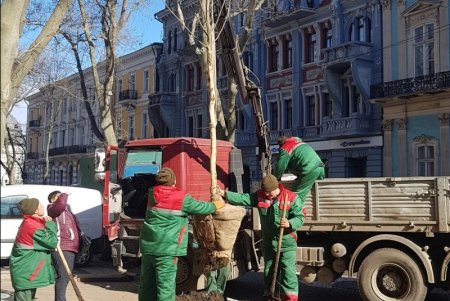 Липы, платаны: коммунальщики в центре Одессы высадили 30 молодых деревьев (фото)