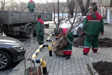 Липы, платаны: коммунальщики в центре Одессы высадили 30 молодых деревьев (фото)