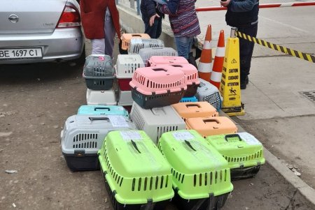 Одесские волонтеры эвакуировали в Чехию 60 животных (фото)