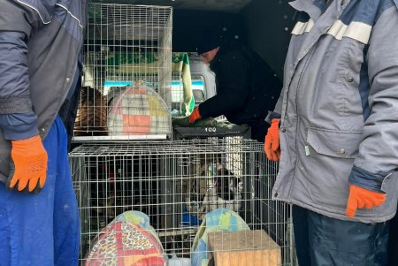 Из Одессы эвакуируют не только женщин, стариков и детей, но и бездомных животных (фото)