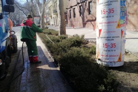 Более 180 тысяч цветов высадят одесские озеленители на клумбах города (фото)