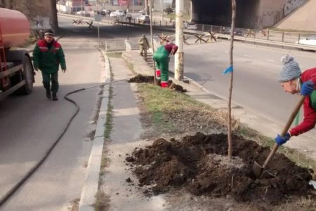 Более 180 тысяч цветов высадят одесские озеленители на клумбах города (фото)
