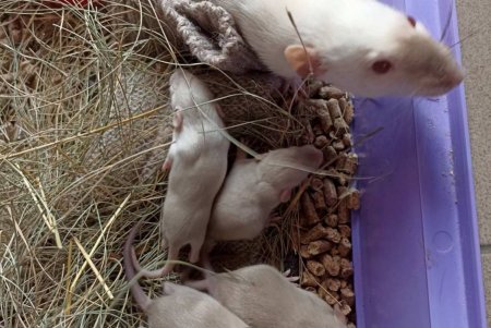 На открытии зоопарка был настоящий аншлаг: одесситы семьями отправились в одесский зверинец (фото)