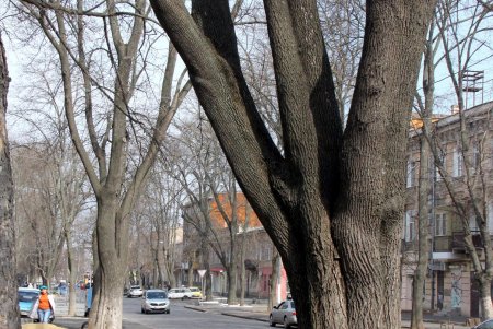 По Дворянской, как в мирное время, можно гулять не спеша (фоторепортаж) 