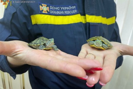 Подкинутых одесским спасателям  двух черепашек передали в зоопарк (фото, видео)