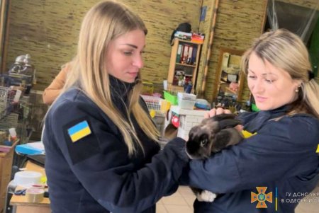 Подкинутых одесским спасателям  двух черепашек передали в зоопарк (фото, видео)