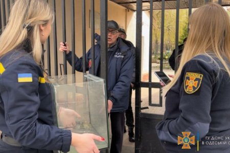 Подкинутых одесским спасателям  двух черепашек передали в зоопарк (фото, видео)