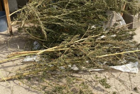 Полицейские изъяли у троих жителей Одесской области два килограмма марихуаны (фото)