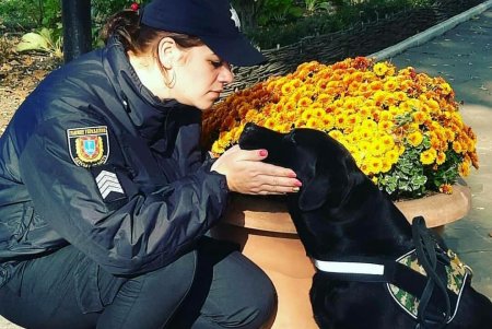 В Одесской области служат 55 полицейских собак, которые ищут наркотики, взрывчатку, помогают задерживать правонарушителей (фото)
