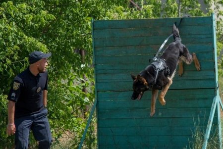 В Одесской области служат 55 полицейских собак, которые ищут наркотики, взрывчатку, помогают задерживать правонарушителей (фото)