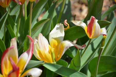 Уголок спокойствия: одесский ботанический сад открыл свои двери для посетителей (фоторепортаж)