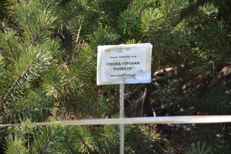 Уголок спокойствия: одесский ботанический сад открыл свои двери для посетителей (фоторепортаж)