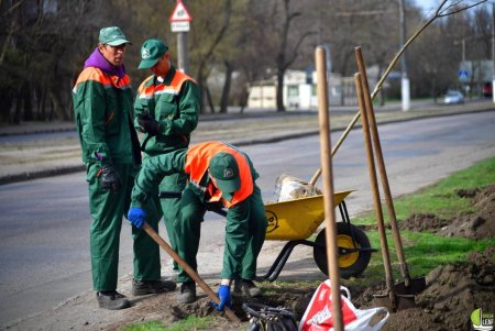 В Одессе возле Приморского лицея высадили саженцы мыльного дерева (фото)