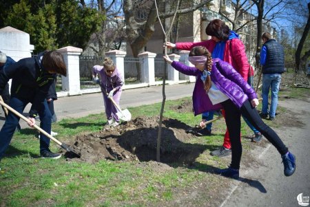 В Одессе возле Приморского лицея высадили саженцы мыльного дерева (фото)