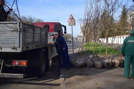 В Одессе возле Приморского лицея высадили саженцы мыльного дерева (фото)