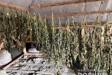 В Одесской области правоохранители выявили две лаборатории по выращиванию конопли (фото)