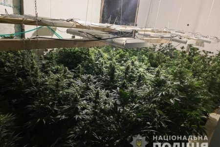 В Одесской области правоохранители выявили две лаборатории по выращиванию конопли (фото)