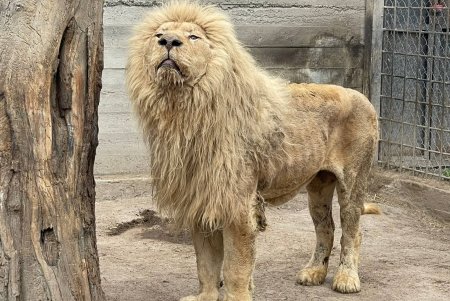 В Одессу прибыла пара белых львов из Харьковского ЭкоПарка (фото, видео)