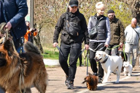 В Одессе объявили «собачью мобилизацию» (видео, фото)