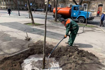 Озеленители высадили в Одессе софоры и молодые липы (фото)