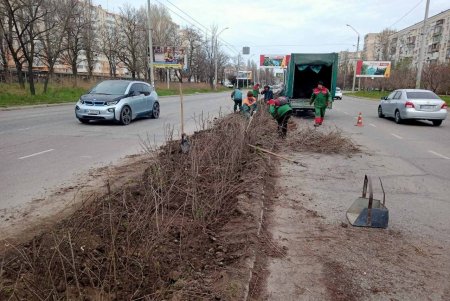 Озеленители высадили в Одессе софоры и молодые липы (фото)