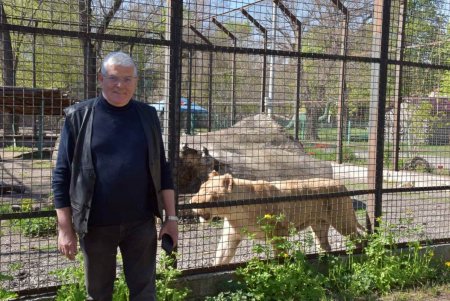 Львы-переселенцы из экопарка Харькова уже освоились в Одесском зоопарке (фото)