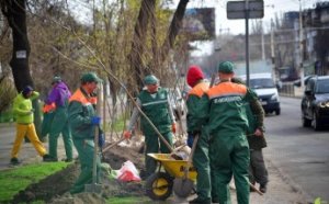 В Одессе возле Приморского лицея высадили саженцы мыльного дерева (фото)