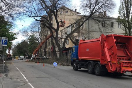 Одесские коммунальщики выполняют работы по валке аварийных деревьев (фото)