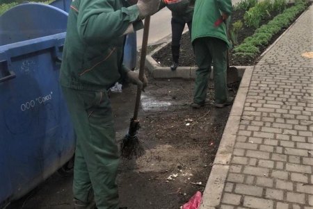 Одесские коммунальщики выполняют работы по валке аварийных деревьев (фото)