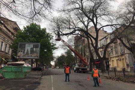 Одесские коммунальщики выполняют работы по валке аварийных деревьев (фото)