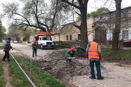 Одесские коммунальщики выполняют работы по валке аварийных деревьев (фото)