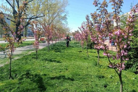 Одесские коммунальщики выполняют работы по валке аварийных деревьев (фото)