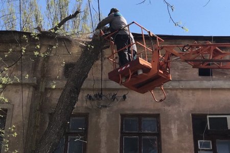 Одесские коммунальщики выполняют работы по валке аварийных деревьев (фото)
