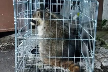 В Одесском зоопарке поселился спасенный неравнодушными гражданами енот Сема (фото)