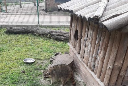 В Одесском зоопарке поселился спасенный неравнодушными гражданами енот Сема (фото)