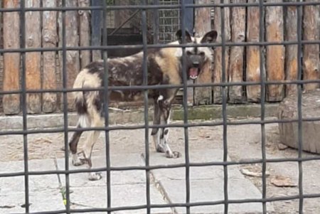 В Одесском зоопарке появились гиеновые собаки (фото)