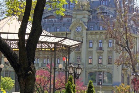 В Горсаду фиолетовым цветом зацвело Иудино дерево (фоторепортаж)