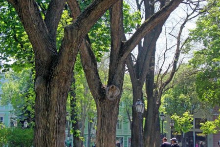 В Горсаду фиолетовым цветом зацвело Иудино дерево (фоторепортаж)
