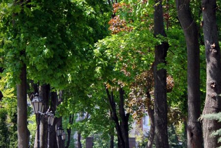 В Горсаду фиолетовым цветом зацвело Иудино дерево (фоторепортаж)